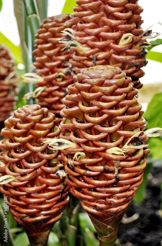 Zingiber spectabilis ginger plant photo