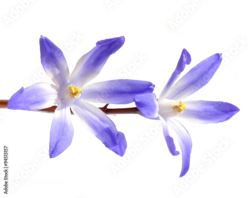 Fototapeta Naklejka Na Ścianę i Meble -  Blue Scilla flower on white background