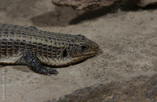 Streifenschildechse  Scincoidea  Gerrhosauridae  Leguan