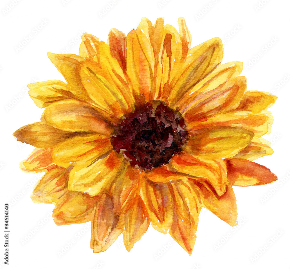 Fototapeta premium Watercolor sunflower drawing on white background, vintage style