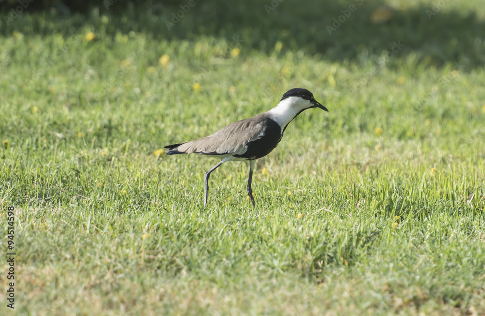 Spur winged plover stood in grass Spur winged plover stood in grass