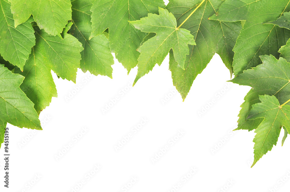 Bunch of leaves Bunch of leaves