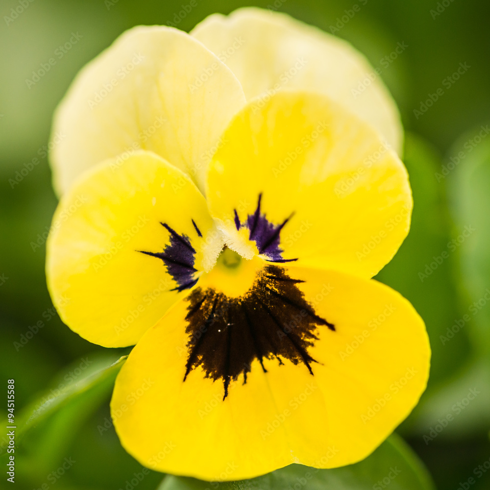Sunny Yellow Stock Photo | Adobe Stock