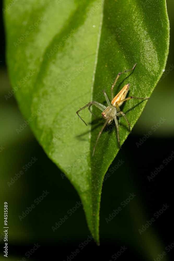 The little spider The little spider