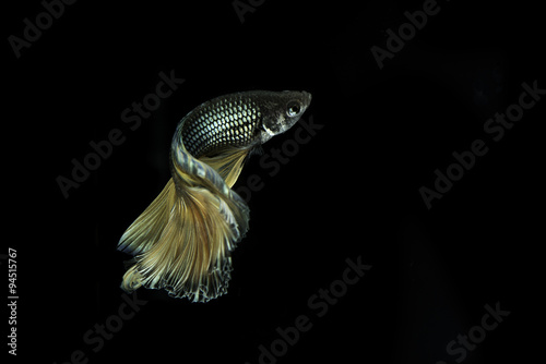 Long tail Siamese fighting fish dancing on black background