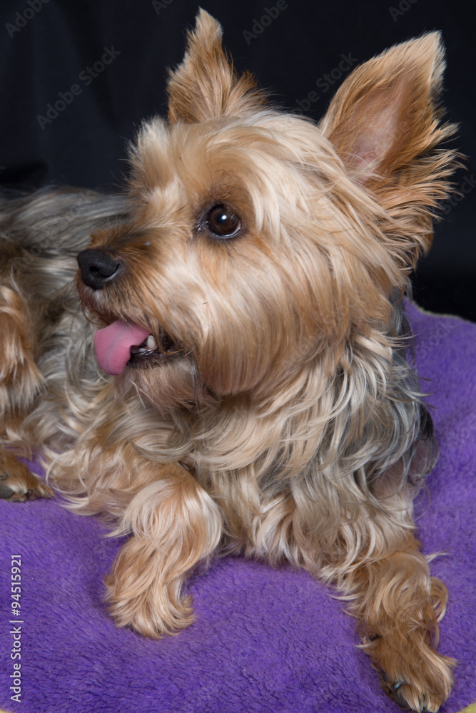 A cute and lovely young Yorkshire Terrier A cute and lovely young Yorkshire Terrier