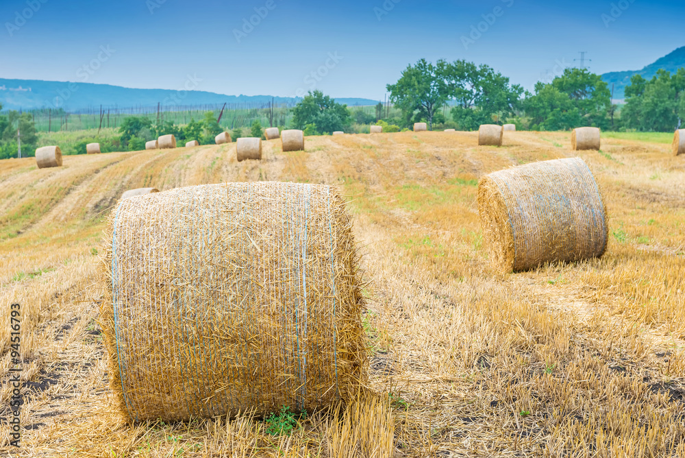 Rolled hay bales in a farm field
