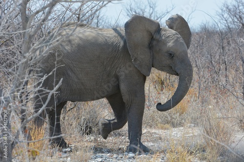 Junger Elefant im Etosha Nationalpark