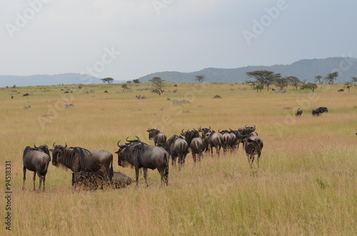 branco di gnu durante a migrazione a febbraio nel serengeti in tanzania photo