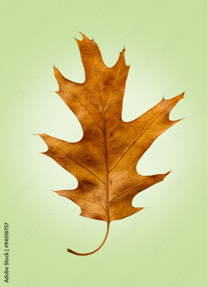Naklejka premium Oak Leaf on Isolated Green Retro Background
