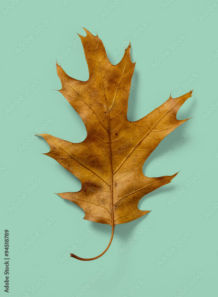 Naklejka premium Oak Leaf on Teal Blue Green Background