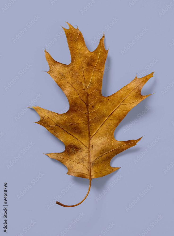 Naklejka premium Oak Leaf on Lavender Background