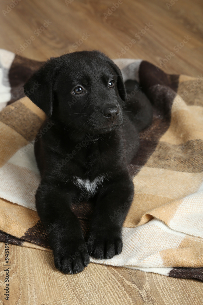 Beautiful black labrador puppy on plaid Beautiful black labrador puppy on plaid