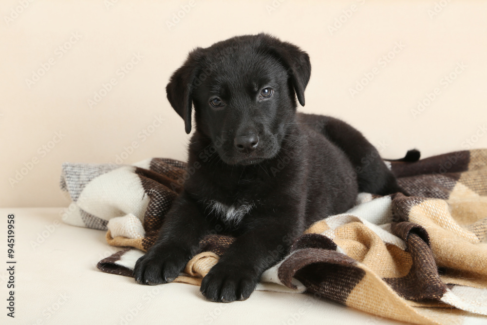 Beautiful black labrador puppy on plaid Beautiful black labrador puppy on plaid