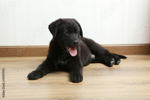 Beautiful black labrador puppy, close up © 5second