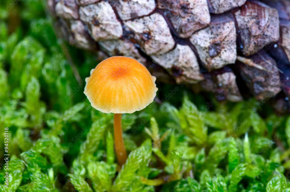 Hygrocybe ceracea (lat.) mushroom in the forest.