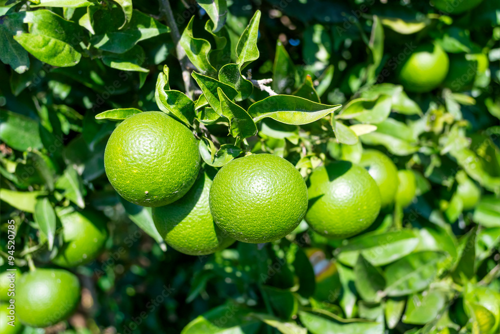 Fresh green oranges on tree Fresh green oranges on tree