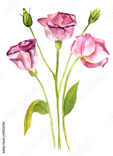 White and purple branch of lisianthus (eustoma) flowers on white backround