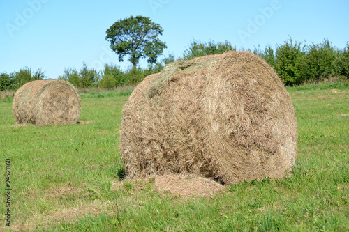 Rolls of hay lie on a green meadow. Summer