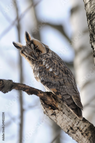 Long-eared Owl at birch-tree in spring