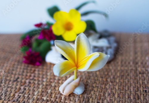 Flower frangipani on the seashell