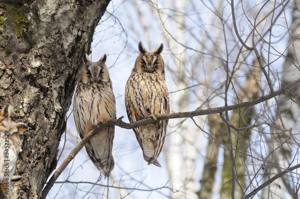 Obraz premium Two Long-eared Owls in spring in birch forest