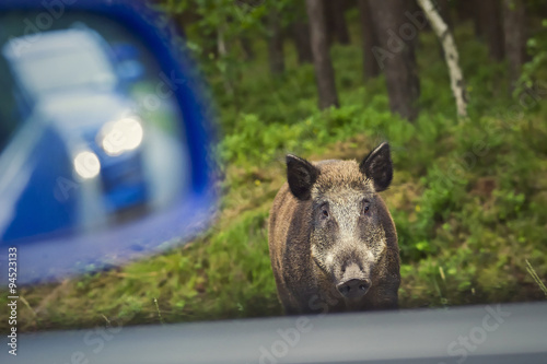 Wild boar on the roadside