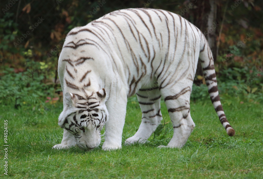 Obraz premium weißer Tiger