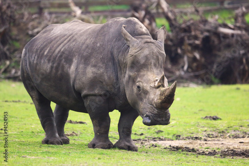 stehendes Nashorn