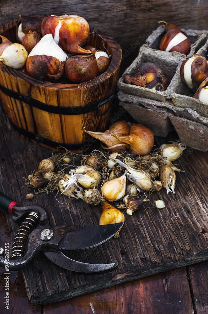Bulbs plants autumn harvesting Bulbs plants autumn harvesting