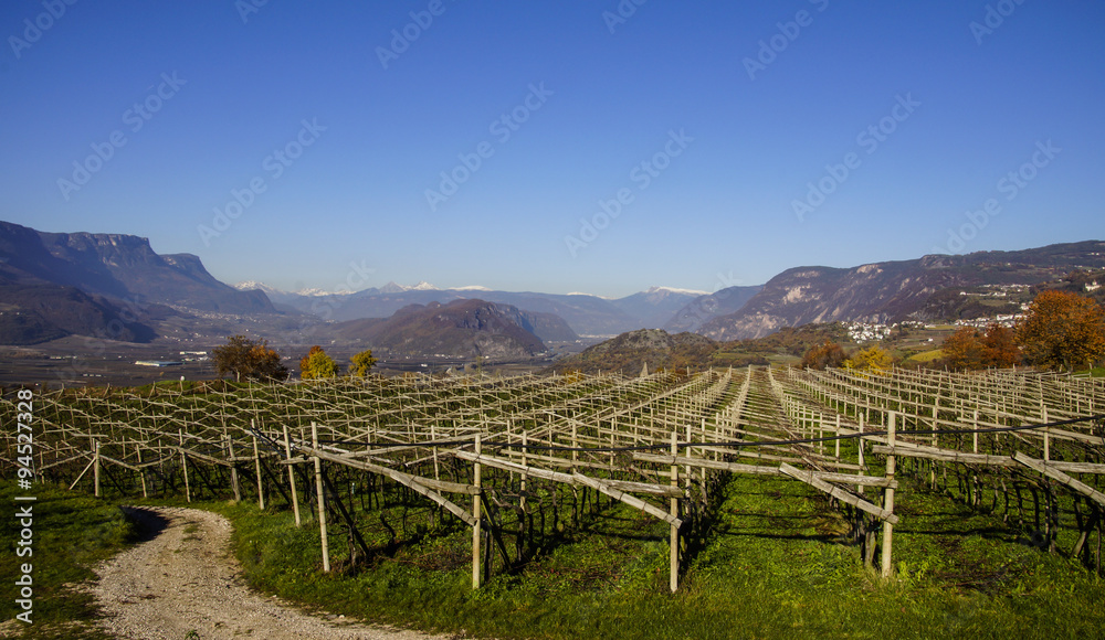 Weinreben in Südtirol