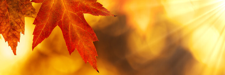 Autumn maple leaf