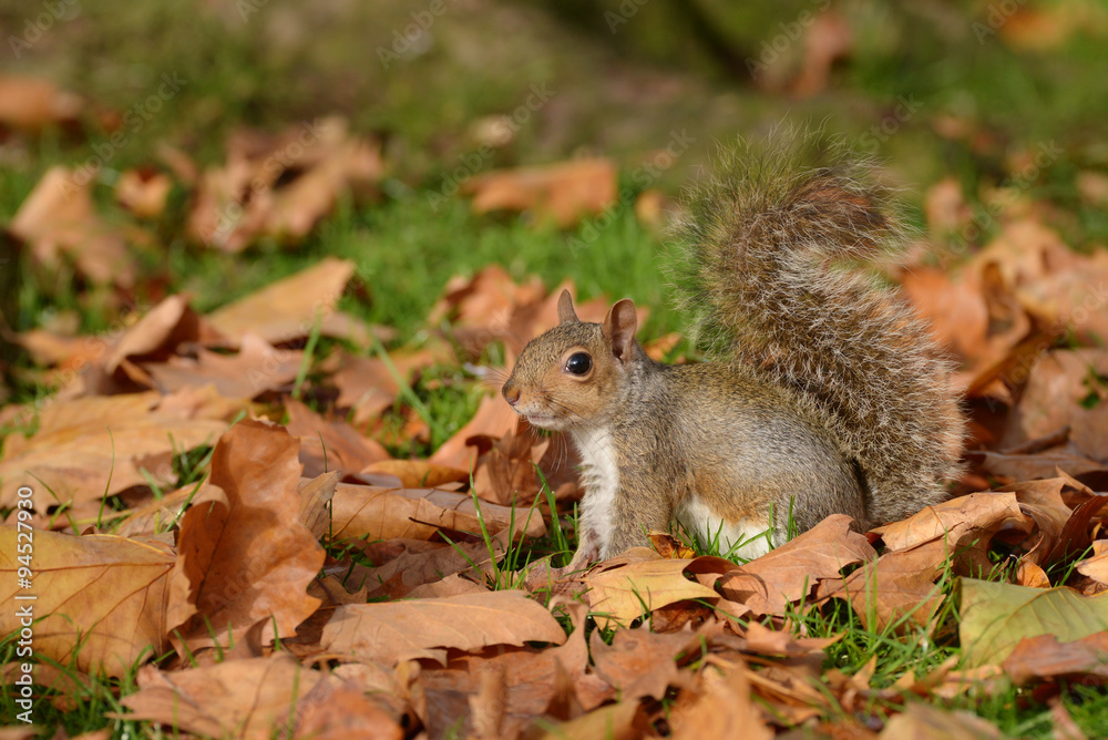 Gray Squirrel, Squirrel, Sciurus carolinensis Gray Squirrel, Squirrel, Sciurus carolinensis