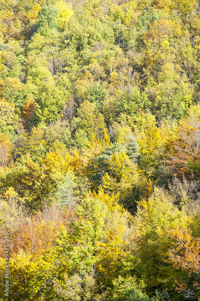 Foliage Foliage