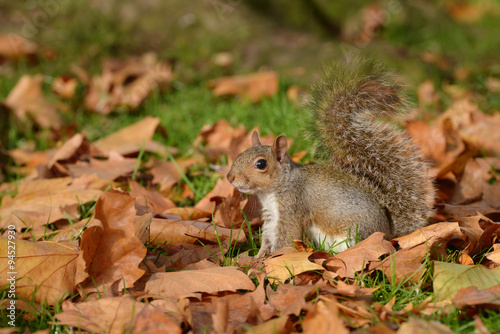 Gray Squirrel, Squirrel, Sciurus carolinensis © Maciej Olszewski
