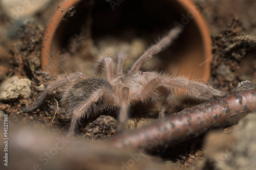 Vogelspinne 
Grammostola Rosea Sling photo