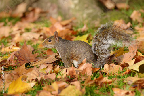 Gray Squirrel  Squirrel  Sciurus carolinensis
