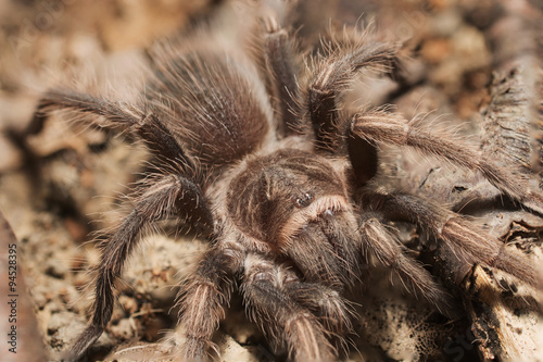 Vogelspinne Lasiodorides Striatus