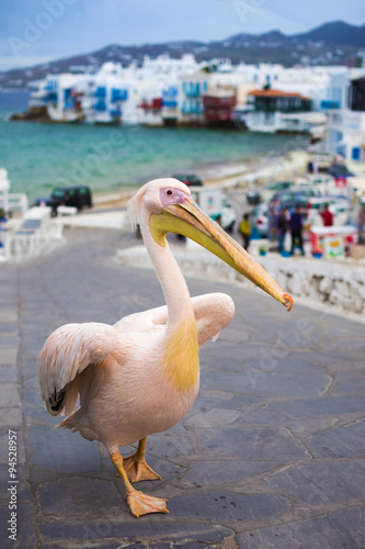 Petros the Pelican of Mykonos with Little Venice at background, Mykonos - Greece