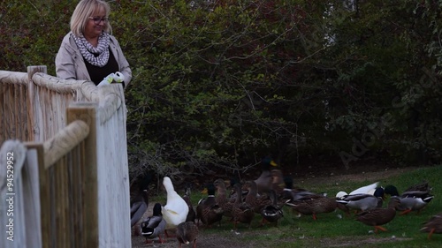 mujer de cincuenta años dando de comer a los patos en el parque photo