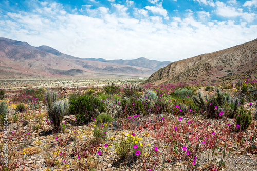 Flowering desert (Spanish: desierto florido) Atacama, Chile