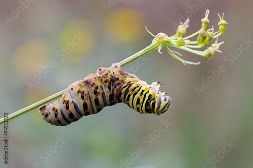 Papilio machaon caterpillar