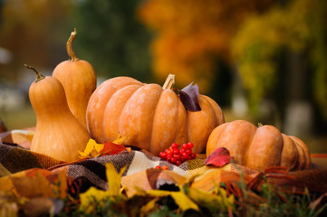 Autumn thanksgiving still life with pumpkins