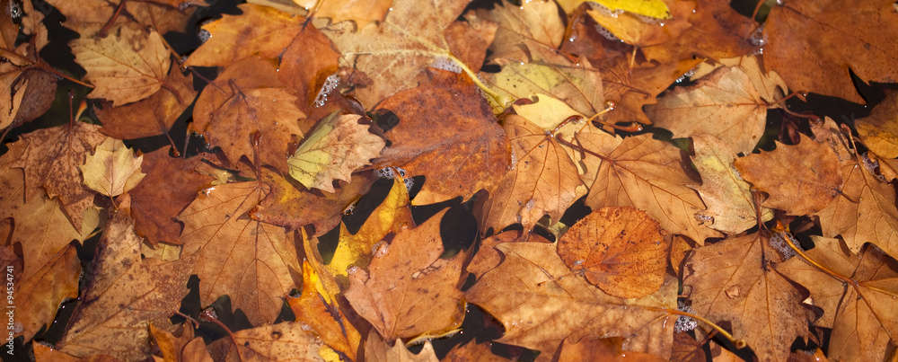 Leaves in Water. Autumn leaves cluster together in the corner of a fountain. The water and the lights all work together to emphasise the strength of the autumn colours. Leaves in Water. Autumn leaves cluster together in the corner of a fountain. The water and the lights all work together to emphasise the strength of the autumn colours.