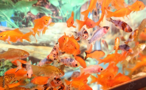 goldfish in an aquarium for sale in the pet store