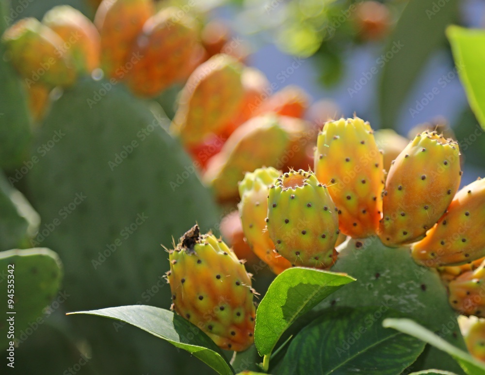 Indian fig opuntia or Prickly pear in the cactus Indian fig opuntia or Prickly pear in the cactus