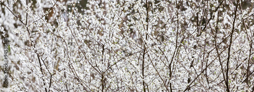 Wild cherry blossom