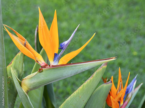 Blooming Strelitzia plant. Tenerife,Canary Islands. photo