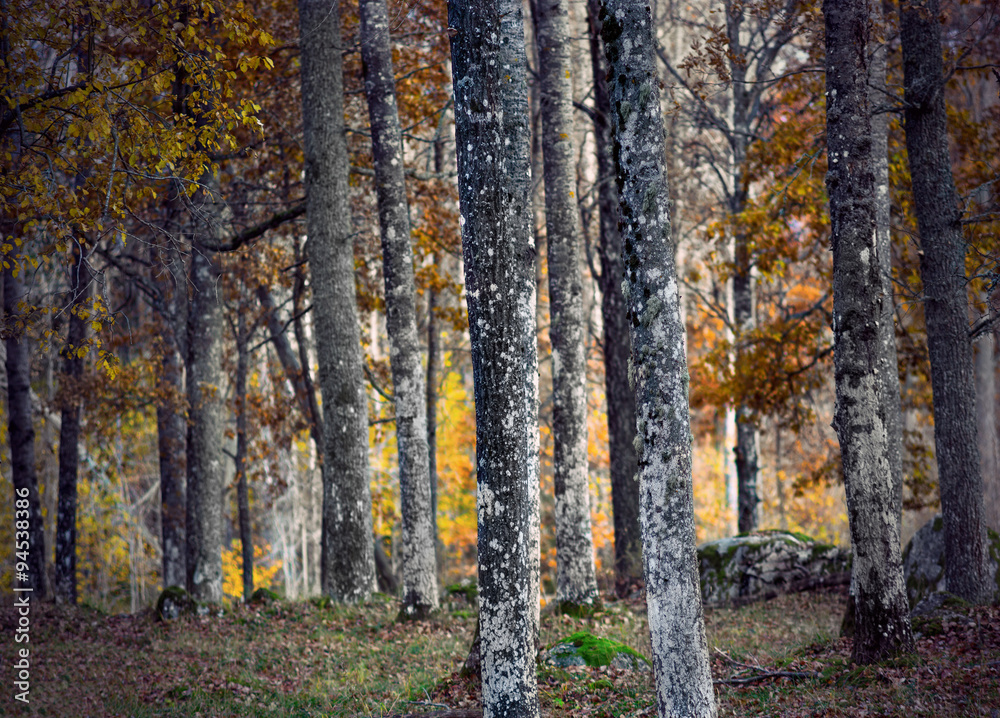 Obraz premium Forest in autumn