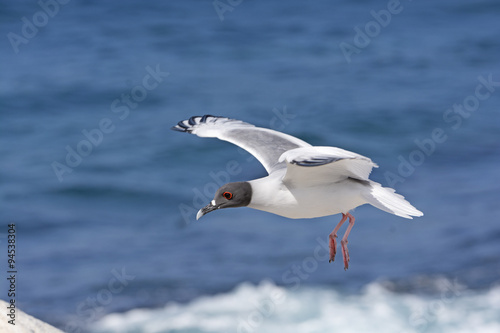 Swallow Tailed Gull in Flight